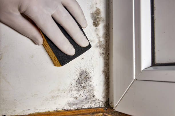  Sacramento, CA Mold Removal Pros
