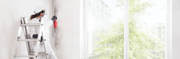 Best Mold Damage Restoration  in Sacramento, CA